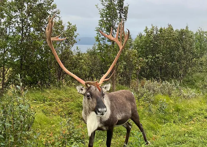 My Kaldfjorden *
